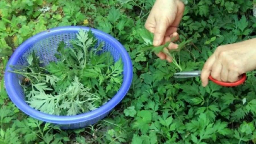 Ngoài dùng ᵭể nấu ăn, bạn có thể sử dụng ngải cứu theo nhiḕu cách ⱪhác nhau.