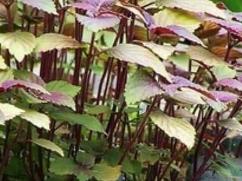 rau ung thư, ung thư