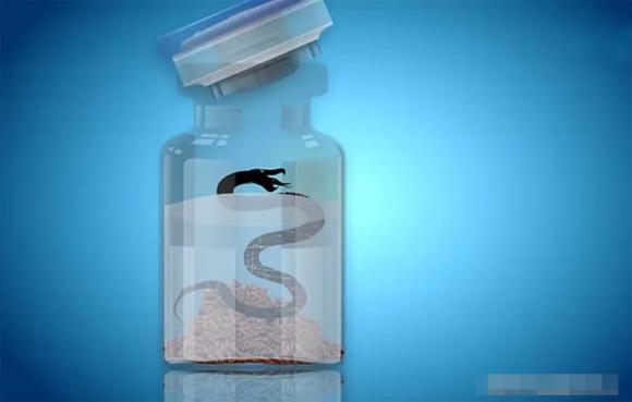 rượu rắn, rắn ngȃm rượu