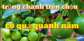 Cách trồng chanh trong chậu cho quả sai trĩu trịt, cả nhà ăn quanh năm không xuể