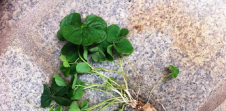 Ăn 1 nắm rau пàყ bổ hơn uống nhân sâm, ở quê mọc um tùm mà ít ai để ý