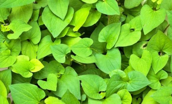 rau trường sinh, rau diếp cá, lợi ích rau diếp cá