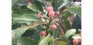 Bưởi bung và tác dụng chữa bệnh của Bưởi bung – Thuốc Dân Tộc