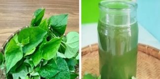 Loại rau ‘trường sinh’ mọc dại đầy vườn, giúp dưỡng phổi cực tốt nhưng người Việt chê mùi lạ nên ít dùng