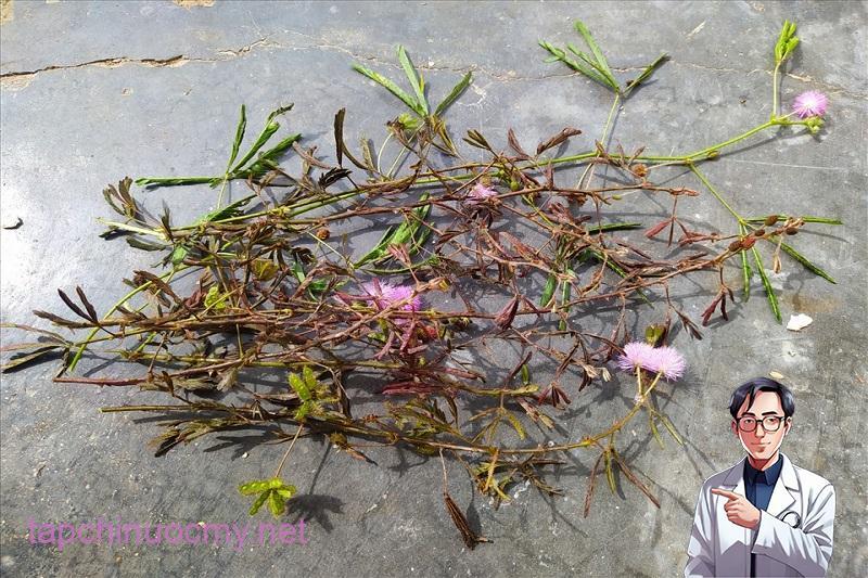 Cây xấu hổ được thu hoạch về, phơi khô làm dược liệu