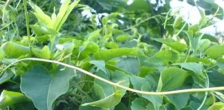 Hà thủ ô trắng: Vị thuốc dân gian giúp bổ máu