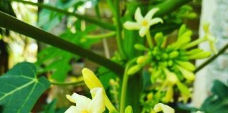 Hoa đu đủ đực: Dược liệu tốt nhưng 5 người này không nên dùng nhiều kẻo lợi chưa thấy hại đã gần