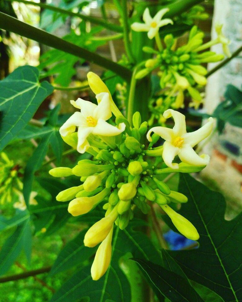 Hoa đu đủ là dược liệu tự nhiên được nhiều người yêu thích