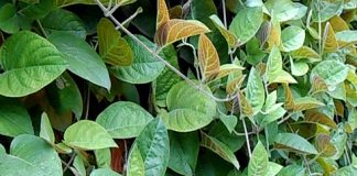 Một nắm lá mơ đánh bay 9 bệnh thường gặp, biết rồi thì trồng ngay 1 bụi trong vườn phòng khi cần