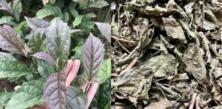 Uống lá xạ đen, lá vối giải độc gan, lại bị gan nặng hơn