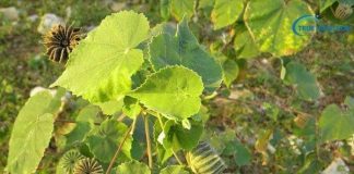 Công dụng chữa bệnh của cây cối xay