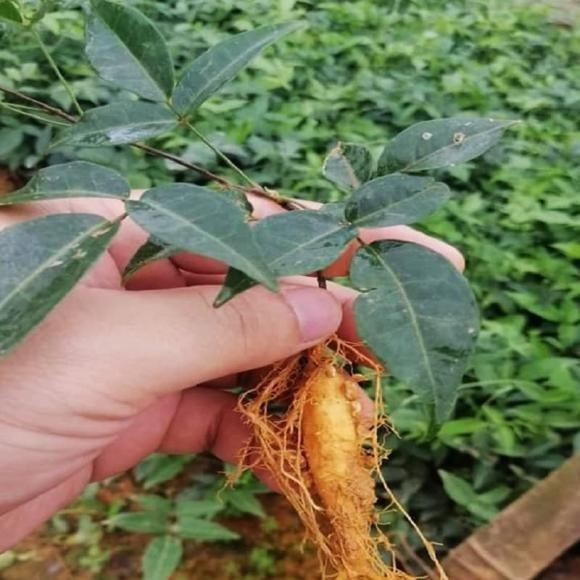 Cát sȃm còn ᵭược biḗt ᵭḗn với nhiḕu tên gọi ⱪhác như sȃm chèo mèo, sȃm nam hay sȃm trȃu.