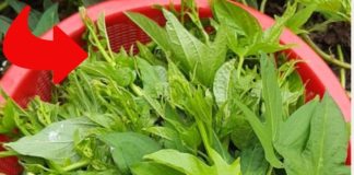 Thứ rau này người Việt thường chỉ dùng nuôi heo Lại là Rau Trường Thọ Mà Nhật, Mỹ hết lời ca ngợi!