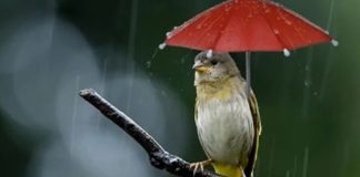 Dù con cái có hiếu thảo đến đâu, bố mẹ phải nhớ ‘định luật chim sẻ’ luôn tồn tại: Càng thấm thía càng được hạnh phúc, an nhàn