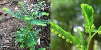 Cây chó đẻ răng cưa: Thảo dược quý mang đến nhiều công dụng