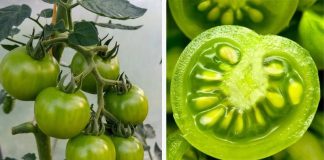 Loại rau đứng đầu danh sách “vua hại gan”, còn ăn đừng trách gan sớm hỏng