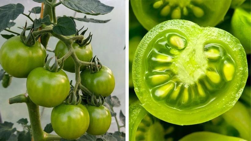 Loại rau ᵭứng ᵭầu danh sách “vua hại gan”, còn ăn ᵭừng trách gan sớm hỏng- Ảnh 1.