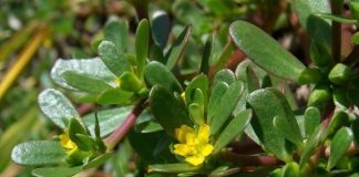 Những lợi ích tuyệt vời của rau sam với sức khỏe