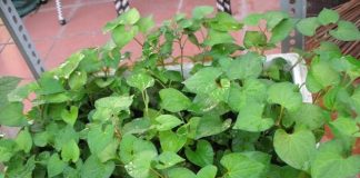 Dù nhà chật hẹp cỡ nào bạn cũng nên trồng ngay cây diếp cá nếu không chắc chắn sẽ hối hận cả đời