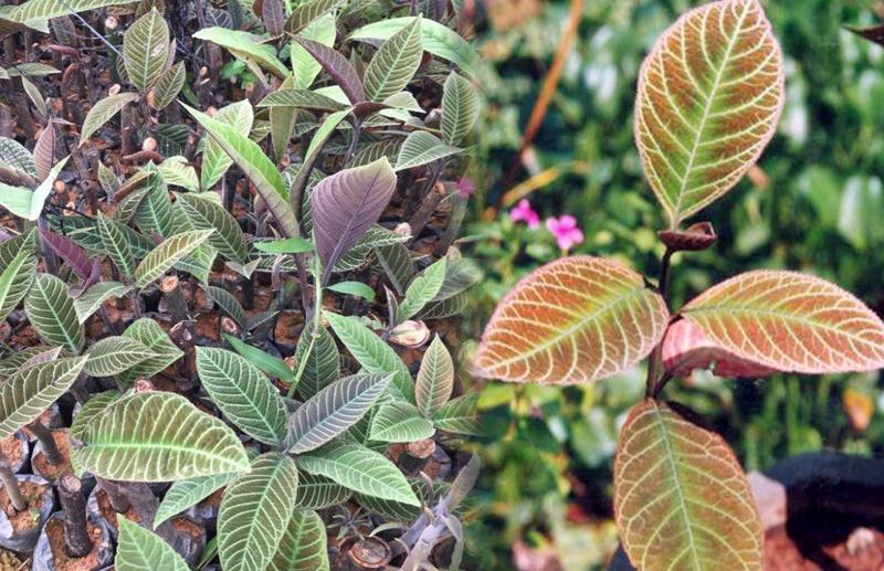 Top 5 loại lá cây chữa đau thượng vị hiệu quả nhất 2