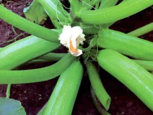 rau ᴜng thư, ᴜng thư