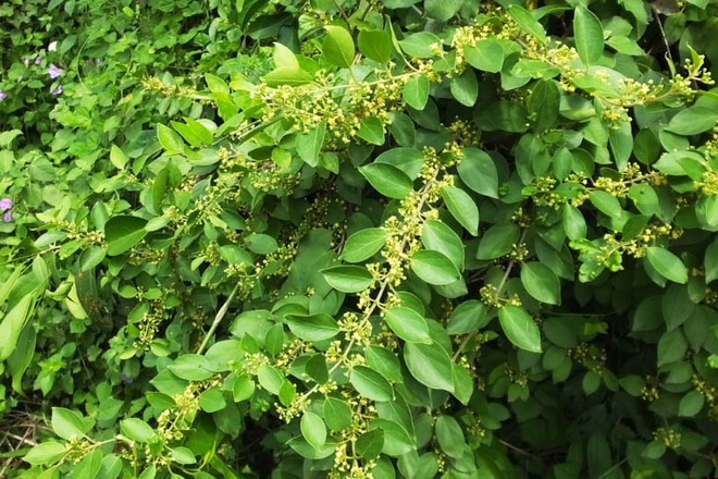 Người tiểu đường có thể sử dụng lá cây thìa canh để hỗ trợ điều trị tiểu đường