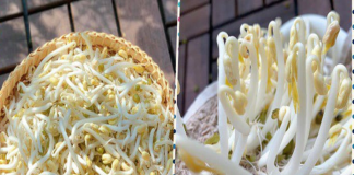 CỨ LÀM GIÁ ĐỖ THEO CÁCH NÀY, không cần tưới nước mà 2 ngày đã có ngay giá đỗ vừa tr:ắng vừa t:o