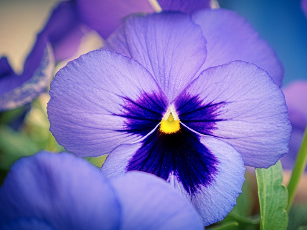 Thời gian 6 ngày tới (12/12 - 17/12), 3 con giáp Thần Tài trao vé vàng, gặt vận may - thu lộc trời, tiền bạc không thiếu, giàu sang chạm đỉnh - Ảnh 1