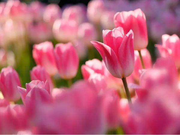 Tử vi 4 ngày liên tiếp (7, 8, 9 và 10/12), 3 con giáp thóc lúa đầy bồ, tiền bạc đầy két, đời vận lên hương, giàu sang Phú Quý ngút trời - Ảnh 1