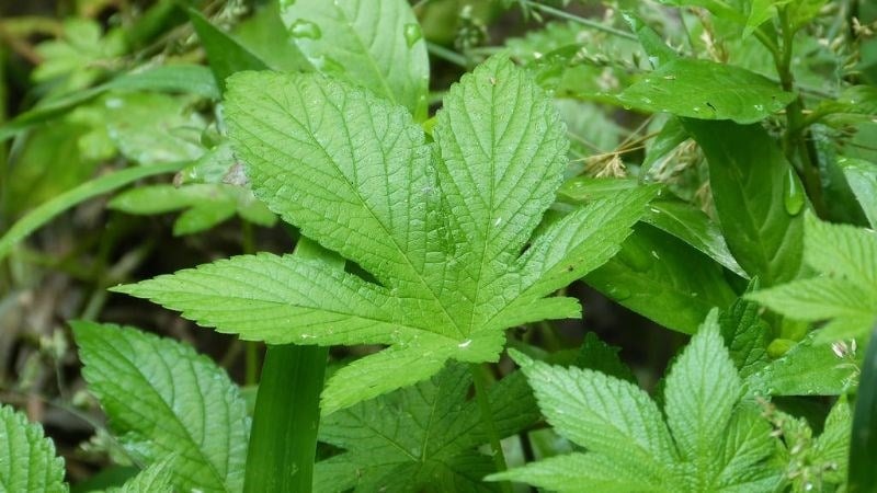 Giảo cổ lam, hay còn gọi là Gynostemma pentaphyllum, là một loại cây mọc ở các vùng núi và rừng rậm châu Á. 