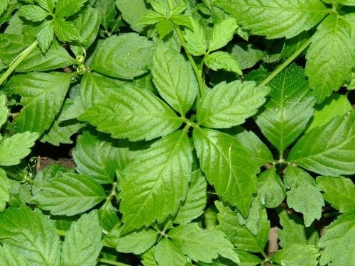 Giảo cổ lam là một trong những thảo dược được cho là có tác dụng giảm căng thẳng.