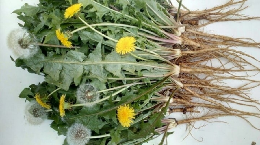 Bồ công anh được tìm thấy ở khắp nơi trên thế giới. (Ảnh minh hoạ)