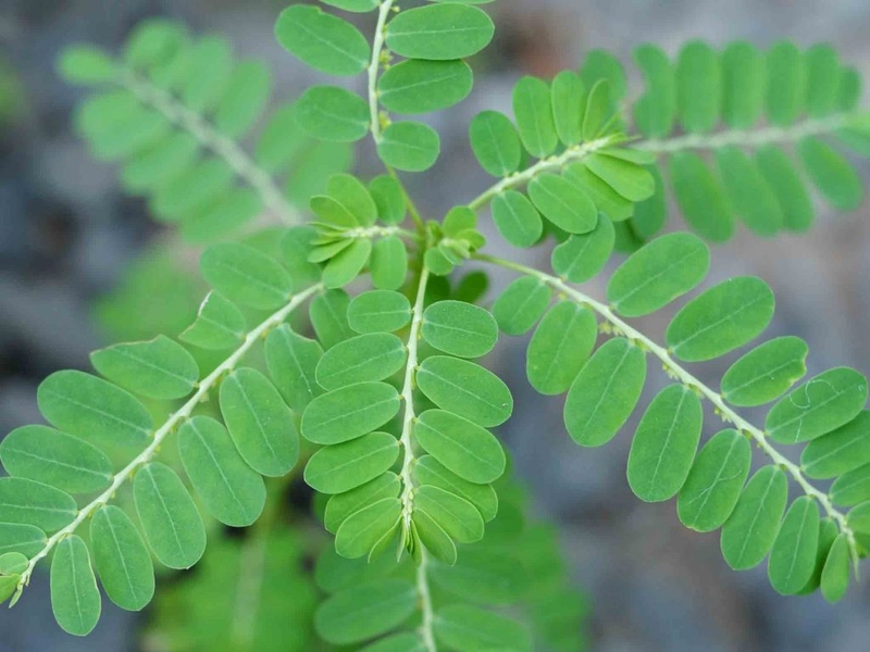 Cây chó đẻ răng cưa: Thảo dược quý mọc dại mang đến nhiều công dụng thần kỳ 1