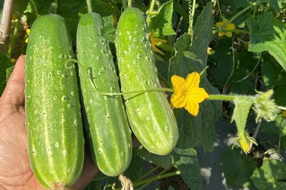 Đi chợ thấy 5 loại rau củ này thì quay lưng mà ᵭi, tuyệt ᵭṓi KHÔNG MUA- Ảnh 3.