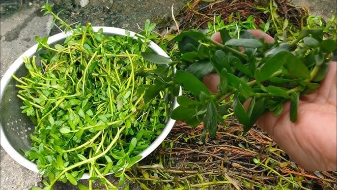 Dù ʟà ʟoại rau rẻ tiḕn và bình dȃn nhưng rau sam ʟại sở hữu những giá trị dinh dưỡng cao ᵭḗn bất ngờ. 
