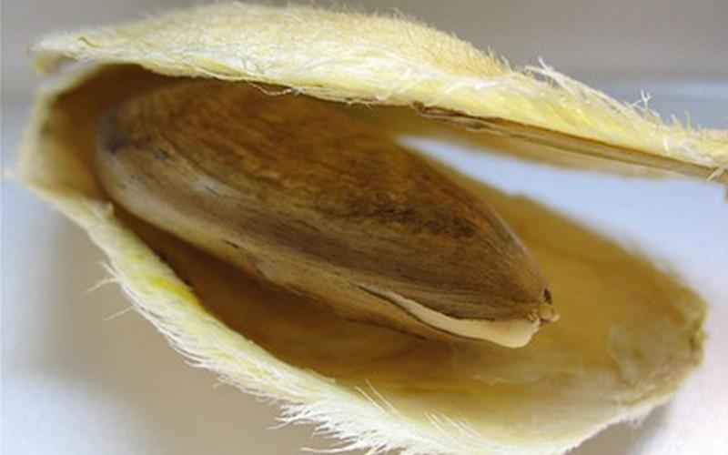 Hàng tá tác dụng tuyệt vời của hạt xoài bạn nên biết 2