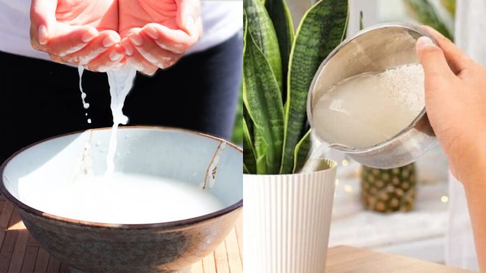 kham-pha-cong-dung-vang-muoi-cua-nuoc-vo-gao-trong-doi-song-hang-ngay-072441