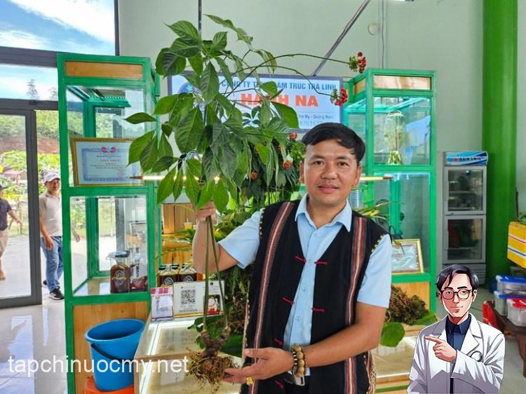 Loài cây quý hiếm, đắt đỏ bậc nhất thế giới, chỉ có duy nhất ở Việt Nam- Ảnh 3.