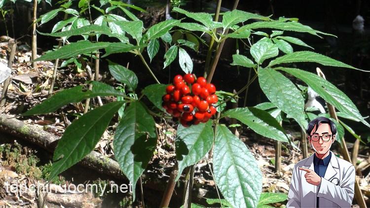 Loài cây quý hiếm, đắt đỏ bậc nhất thế giới, chỉ có duy nhất ở Việt Nam- Ảnh 1.