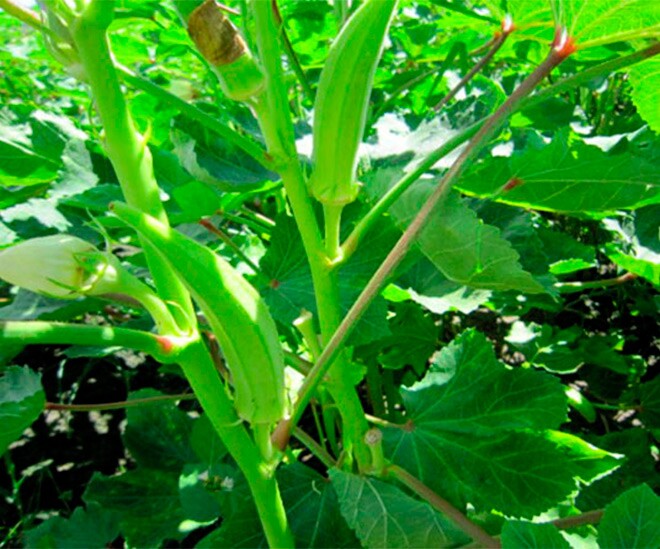 Loại quả ᵭược ví như amp;#34;nhȃn sȃm xanhamp;#34; dành cho người nghèo, bán ở chợ Việt giá rẻ bèo, tṓt cho sức khoẻ - 1