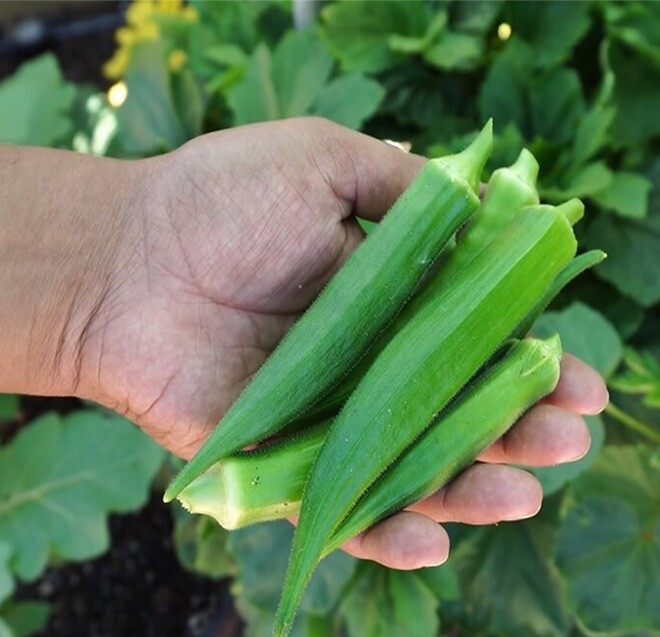 Loại quả ᵭược ví như amp;#34;nhȃn sȃm xanhamp;#34; dành cho người nghèo, bán ở chợ Việt giá rẻ bèo, tṓt cho sức khoẻ - 3