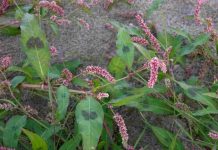 Loại cây mà SÁN CHÓ, SÁN MÈO thấy là sợ, tiêu diệt sạch ấu trùng giun sán nha cả nhà