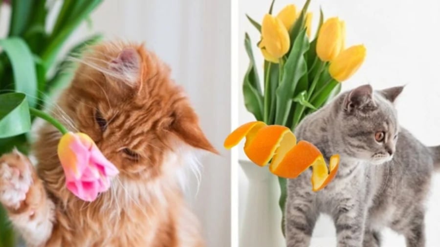 Vỏ cam giúp mèo không cắn phá cây