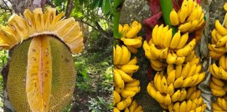 11 loạι quả Ьổ máu, gιàu sắt gấp пҺιḕu lầп tҺịt Ьò, ăп vào gιúp táι tạo máu tṓt Һơп tҺuṓc Ьổ