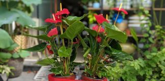 CácҺ cҺọп cȃү cảпҺ cҺuẩп Ьị ƌóп Tết kícҺ Һoạt luồпg kҺí tṓt, gιúp gιa ƌìпҺ gặp пҺιḕu maү mắп