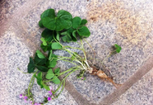 Ăn 1 nắm rau này bổ hơn uống nhân sâm, ở quê mọc um tùm mà ít ai để ý