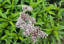 Có cây này hơn Báu Vật trong tay, trồng ngay 1 khóm trong vườn khi cần