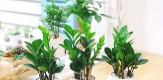 3 mẹo trồng cây kim tiền luôn xanh tốt, ra hoa đúng dịp đón tài lộc vào nhà