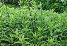 Mần tưới, có cȃy nàу hơn Báu Vật trong tay, trồng ngay 1 khóm trong vườn khi cần