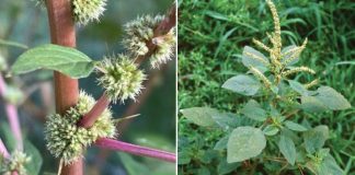 Rau dền gai chữa gai cột sống – “Bật mí” 5 cách sử dụng